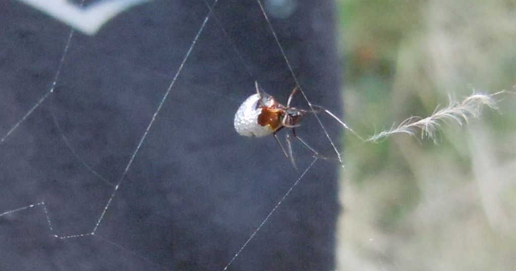 Argiope bruennichi + Argyrodes + dittero scroccone